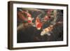 Koi I-Karyn Millet-Framed Photographic Print