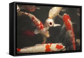 Koi II-Karyn Millet-Framed Stretched Canvas