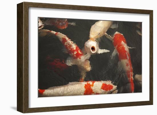 Koi II-Karyn Millet-Framed Photographic Print