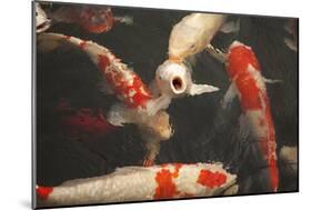 Koi II-Karyn Millet-Mounted Photographic Print