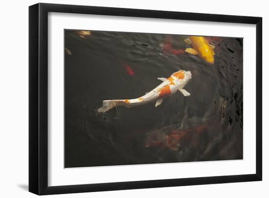 Koi III-Karyn Millet-Framed Photographic Print