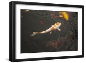 Koi III-Karyn Millet-Framed Photographic Print