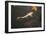 Koi III-Karyn Millet-Framed Photographic Print