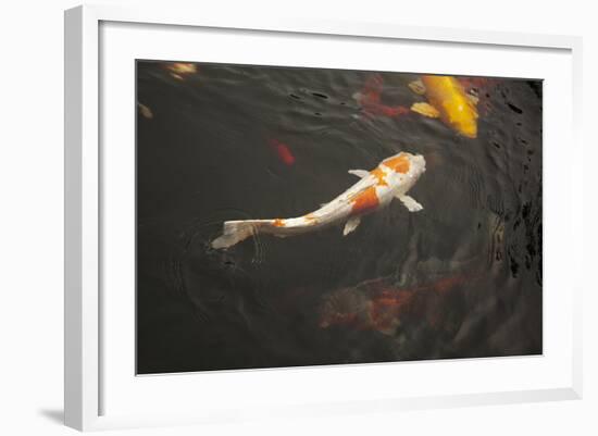 Koi III-Karyn Millet-Framed Photographic Print