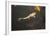 Koi III-Karyn Millet-Framed Photographic Print