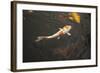 Koi III-Karyn Millet-Framed Photographic Print