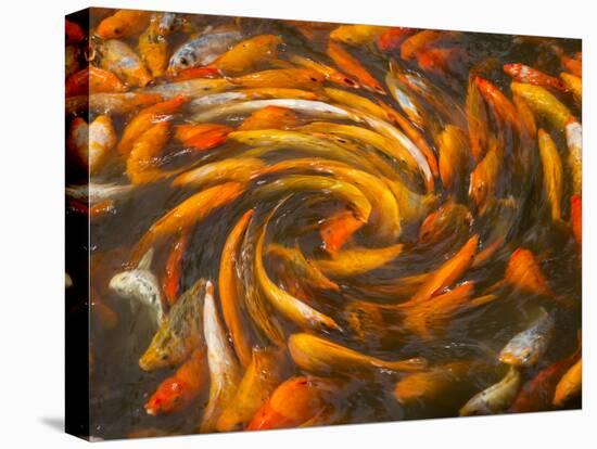 Koi in Circular Design and Pattern-Darrell Gulin-Stretched Canvas