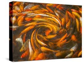 Koi in Circular Design and Pattern-Darrell Gulin-Stretched Canvas