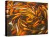 Koi in Circular Design and Pattern-Darrell Gulin-Stretched Canvas