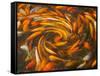 Koi in Circular Design and Pattern-Darrell Gulin-Framed Stretched Canvas