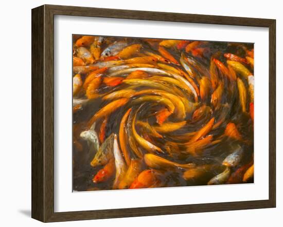 Koi in Circular Design and Pattern-Darrell Gulin-Framed Premium Photographic Print