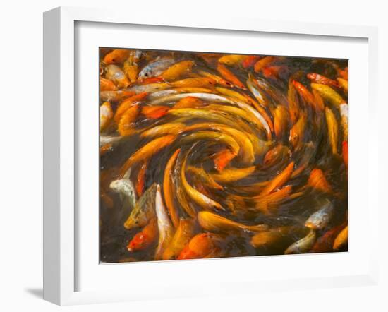 Koi in Circular Design and Pattern-Darrell Gulin-Framed Premium Photographic Print