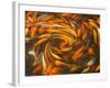 Koi in Circular Design and Pattern-Darrell Gulin-Framed Photographic Print