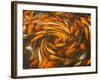 Koi in Circular Design and Pattern-Darrell Gulin-Framed Photographic Print