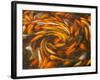 Koi in Circular Design and Pattern-Darrell Gulin-Framed Photographic Print