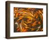 Koi in Circular Design and Pattern-Darrell Gulin-Framed Photographic Print