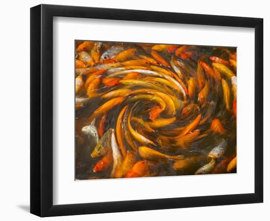 Koi in Circular Design and Pattern-Darrell Gulin-Framed Photographic Print