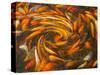 Koi in Circular Design and Pattern-Darrell Gulin-Stretched Canvas