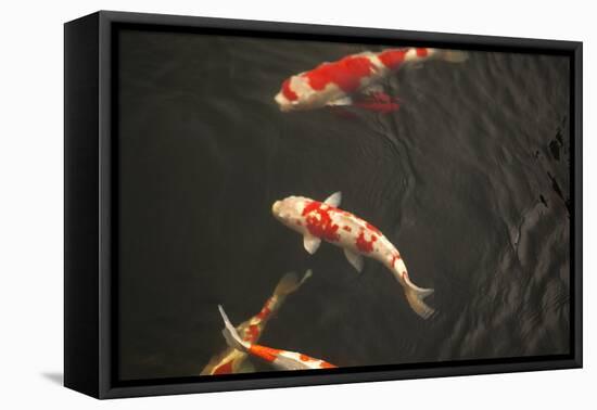 Koi IV-Karyn Millet-Framed Stretched Canvas