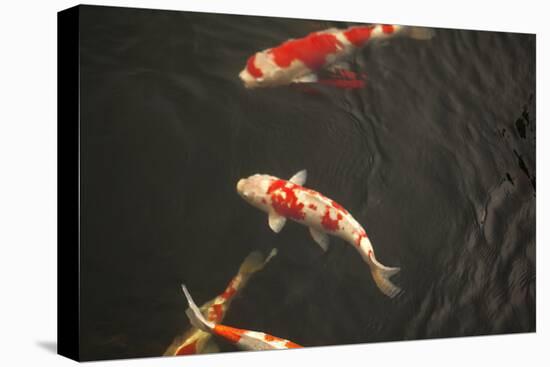 Koi IV-Karyn Millet-Stretched Canvas