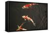 Koi IV-Karyn Millet-Framed Stretched Canvas