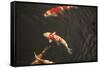 Koi IV-Karyn Millet-Framed Stretched Canvas