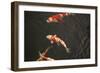 Koi IV-Karyn Millet-Framed Premium Photographic Print