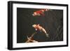 Koi IV-Karyn Millet-Framed Premium Photographic Print