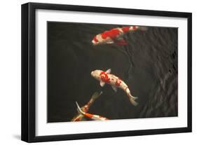 Koi IV-Karyn Millet-Framed Photographic Print