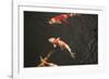 Koi IV-Karyn Millet-Framed Photographic Print