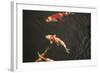 Koi IV-Karyn Millet-Framed Photographic Print