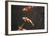 Koi IV-Karyn Millet-Framed Photographic Print