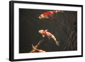 Koi IV-Karyn Millet-Framed Photographic Print