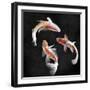 Koi on Black I-Tina Blakely-Framed Art Print