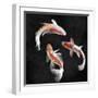 Koi on Black I-Tina Blakely-Framed Art Print