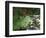 Koi Paradise-Herb Dickinson-Framed Photographic Print