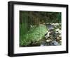 Koi Paradise-Herb Dickinson-Framed Photographic Print