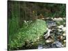 Koi Paradise-Herb Dickinson-Stretched Canvas