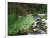 Koi Paradise-Herb Dickinson-Framed Photographic Print