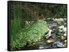 Koi Paradise-Herb Dickinson-Framed Stretched Canvas