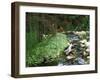 Koi Paradise-Herb Dickinson-Framed Photographic Print