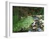 Koi Paradise-Herb Dickinson-Framed Photographic Print