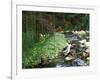 Koi Paradise-Herb Dickinson-Framed Photographic Print