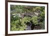 Koi Pond Garden-jamiehooper-Framed Photographic Print