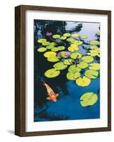 Koi Pond I-Maureen Love-Framed Photographic Print