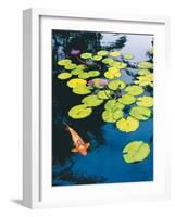 Koi Pond I-Maureen Love-Framed Photographic Print