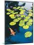 Koi Pond I-Maureen Love-Mounted Photographic Print