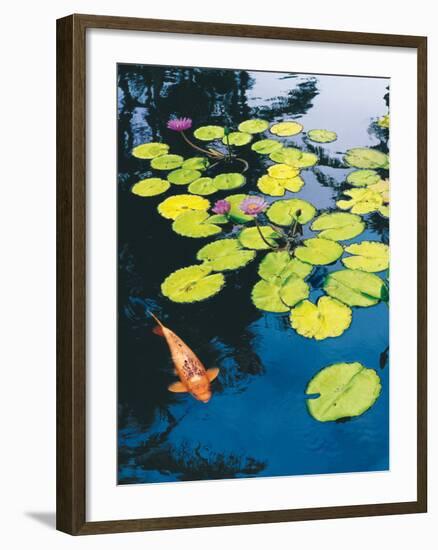 Koi Pond I-Maureen Love-Framed Photographic Print