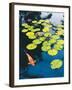 Koi Pond I-Maureen Love-Framed Photographic Print