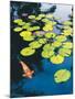 Koi Pond I-Maureen Love-Mounted Photographic Print